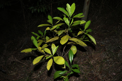 Atractocarpus fitzalanii, photograph 6
