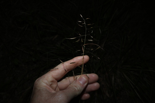 Capillipedium spicigerum, photograph 3