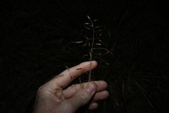Capillipedium spicigerum, photograph (c) Greg Tasney, some rights reserved (CC BY-SA)