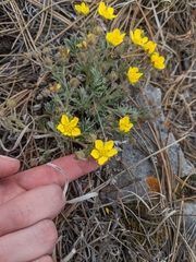 Potentilla concinna