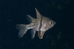 Sphaeramia orbicularis