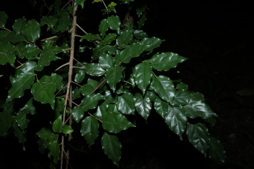 Flacourtia jangomas, photograph 1
