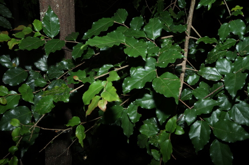 Flacourtia jangomas