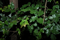 Flacourtia jangomas