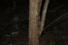 Flacourtia jangomas, photograph (c) Greg Tasney, some rights reserved (CC BY-SA)