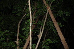 Flacourtia jangomas, photograph (c) Greg Tasney, some rights reserved (CC BY-SA)