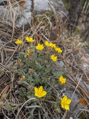 Potentilla concinna