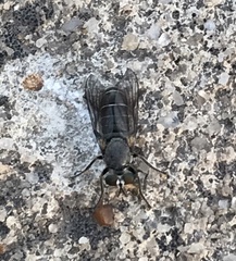 Atomosia melanopogon