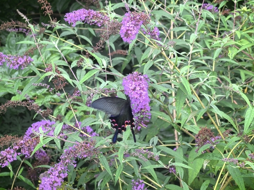 Chinese Peacock Swallowtail