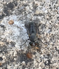 Atomosia melanopogon