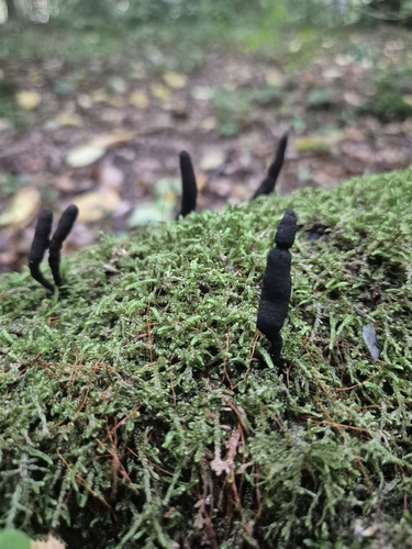 dead man's fingers
