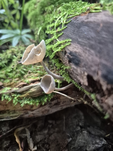 long-stalked gray cup