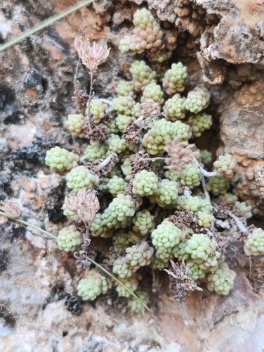 thick-leaved stonecrop