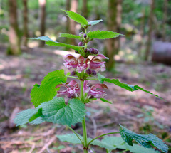 Lamium orvala