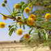 Acacia horrida