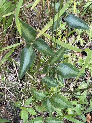 Desmodium uncinatum, photograph 3