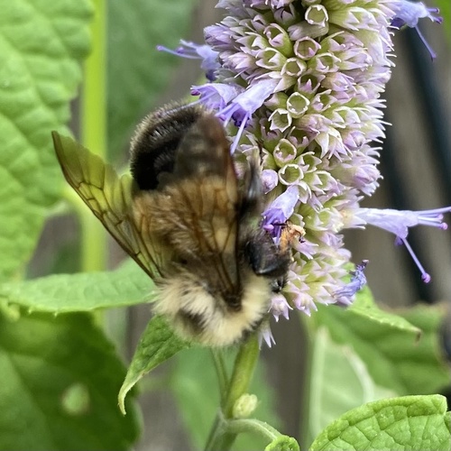 Rusty patched bumble bee