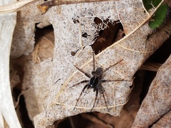 Pardosa moesta