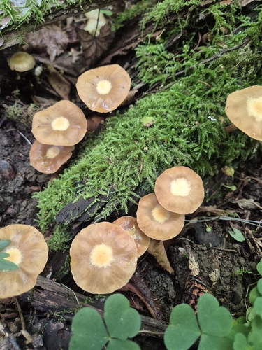 Sheathed Woodtuft