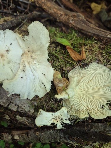 pale oyster