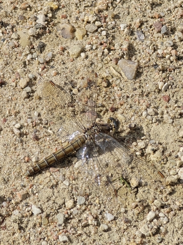 Southern Skimmer