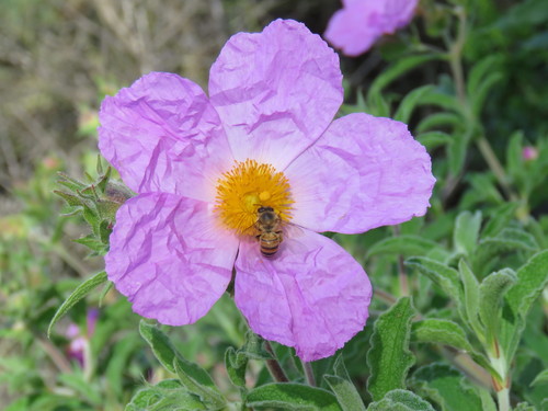 iNaturalist observation photo of Western Honey Bee