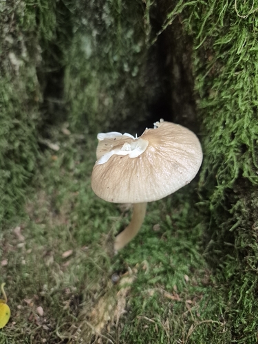 rooting shank