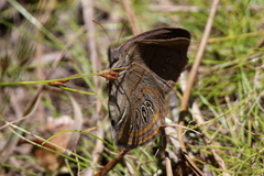 Neonympha areolatus