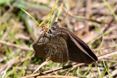 Neonympha areolatus