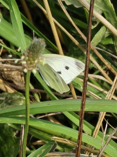 Small White