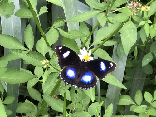 Great Eggfly