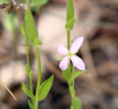 Sabatia angularis