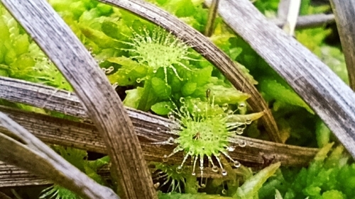 round-leaved sundew