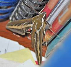 Hyles euphorbiarum