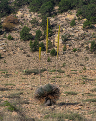 Dasylirion parryanum