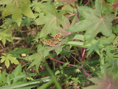 Polygonia c-aureum lunulata