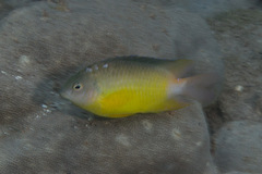 Pomacentrus grammorhynchus