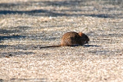 Sigmodon arizonae