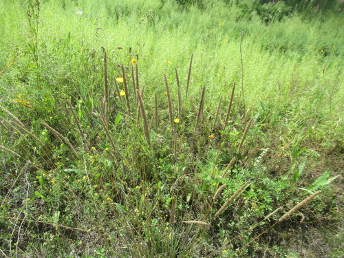 Phleum phleoides, photograph 6