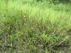 Phleum phleoides, photograph author not stated, no rights reserved