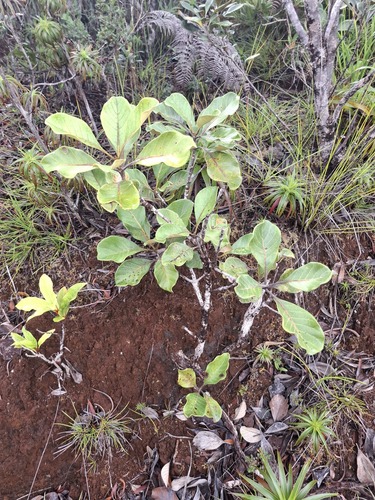 Codia discolor observed 2026-07-21