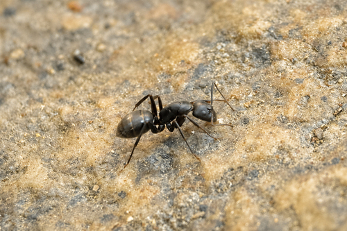 iNaturalist observation photo of Carpenter Ants, Typical Sugar Ants and Allies