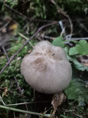 European Platterful Mushroom