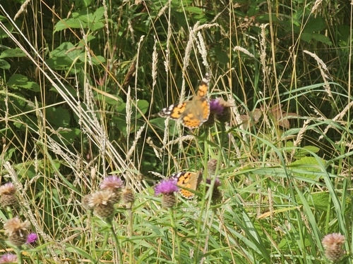 Painted Lady