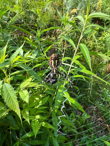 Wasp Spider