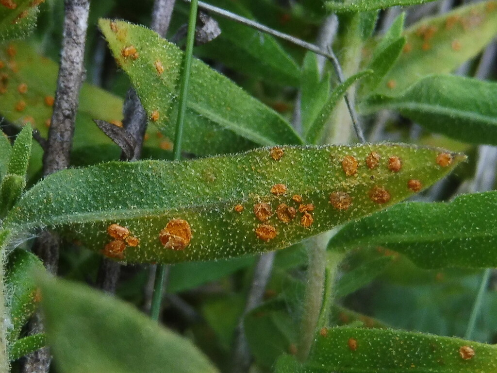 Coleosporium jasoniae