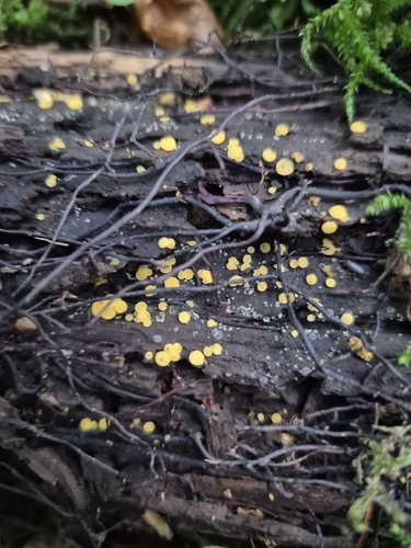 Yellow Fairy Cups