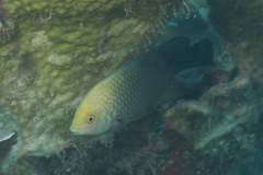 Hemiglyphidodon plagiometopon