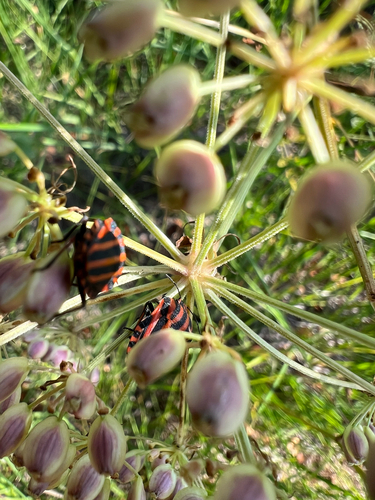 European Striped Shield Bug
