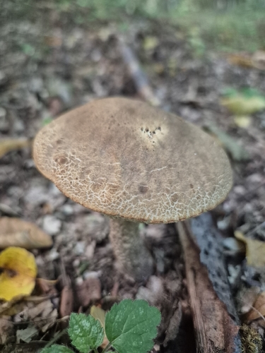 Hazel Bolete